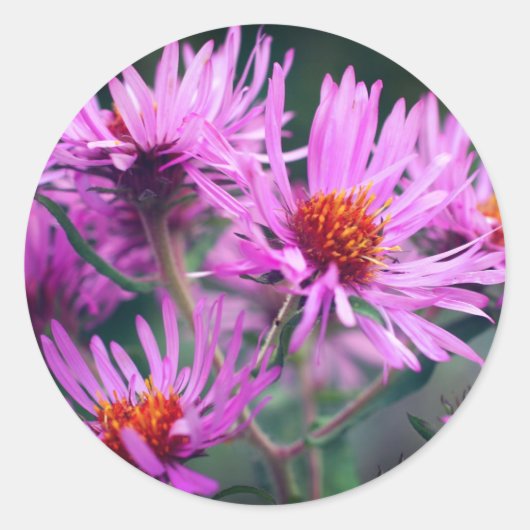 Pink-Aster-Blume Runder Aufkleber (Vorderseite)