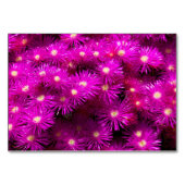 Pink-Aster-Blume Tischnummer (Vorderseite)