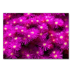 Pink-Aster-Blume Tischnummer