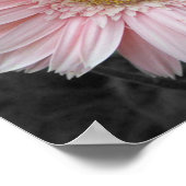 Pink Aster Poster 12x12 (Ecke)