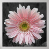 Pink Aster Poster 12x12 (Vorne)