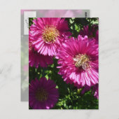 Pink Aster - Postkarte (Vorne/Hinten)
