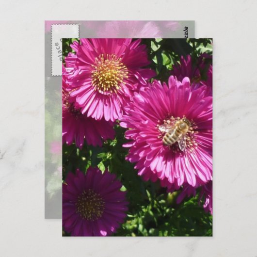 Pink Aster - Postkarte (Vorne/Hinten)