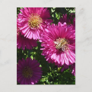 Pink Aster - Postkarte
