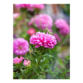 Pink Asters-Blume Fotodruck (Vorne)