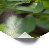 Pink Asters-Blume Fotodruck (Ecke)