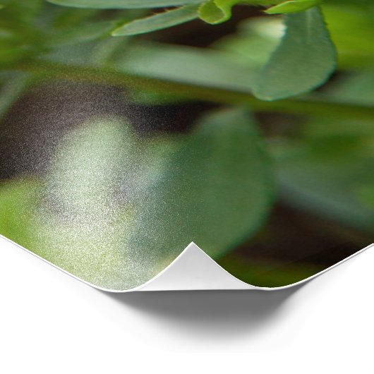 Pink Asters-Blume Fotodruck (Ecke)