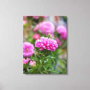 Pink Asters-Blume Leinwanddruck