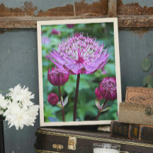Pink Astrantia Bloom Floral