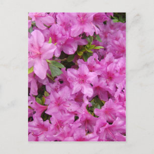 PINK AZALEA BLUME 1 Azaleas Karten Geschenke Tasse