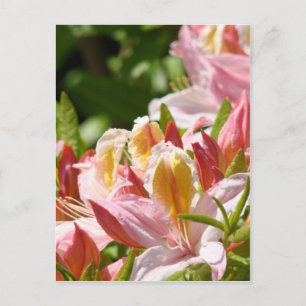 PINK AZALEA BLUME 6 Azaleas Karten Geschenke Tasse
