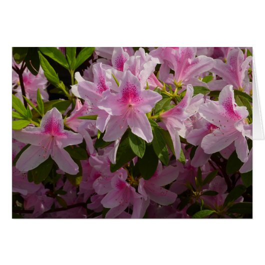 Pink Azalea Bush Frühjahr Floral (Vorderseite (Horizontal))