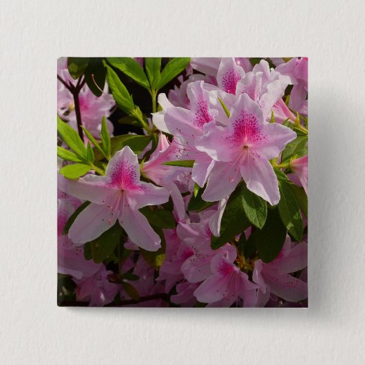 Pink Azalea Bush Frühjahr Floral Button (Vorderseite)