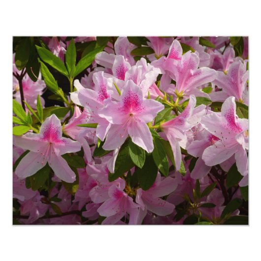 Pink Azalea Bush Frühjahr Floral Fotodruck (Vorne)