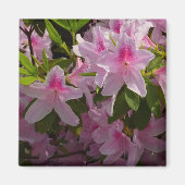Pink Azalea Bush Frühjahr Floral Magnet (Vorne)