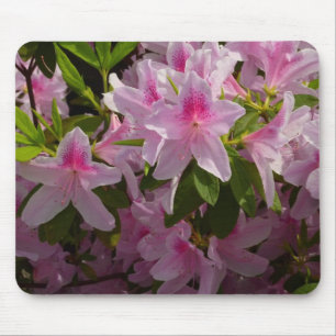 Pink Azalea Bush Frühjahr Floral Mousepad