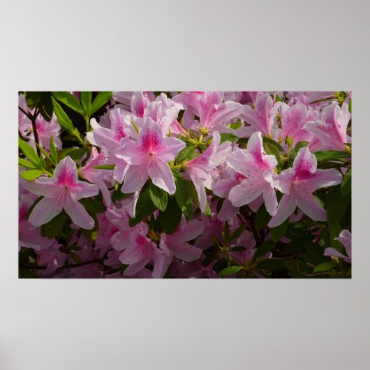 Pink Azalea Bush Frühjahr Floral Poster (Vorne)