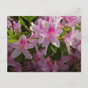 Pink Azalea Bush Frühjahr Floral Postkarte