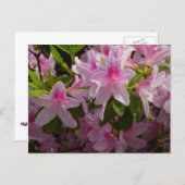 Pink Azalea Bush Frühjahr Floral Postkarte (Vorne/Hinten)
