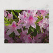 Pink Azalea Bush Frühjahr Floral Postkarte (Vorderseite)