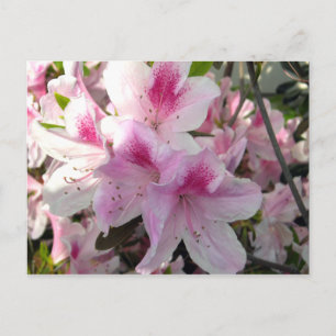 Pink Azalea Floral Fotografie Postkarte