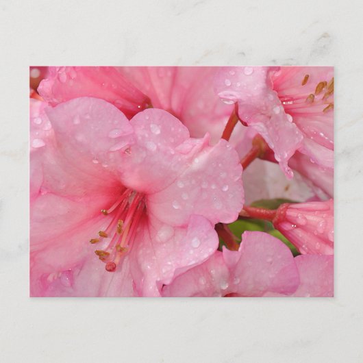Pink azalea flowers postkarte (Vorderseite)