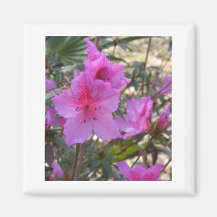 Pink Azaleas Magnet