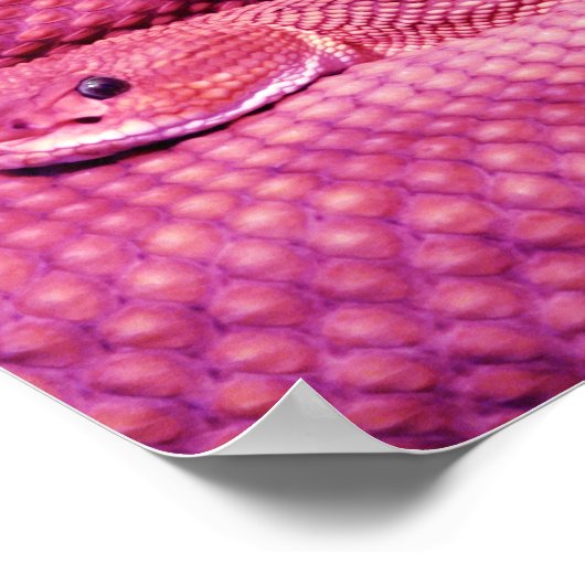 Pink Basilisk Rattlesnake Poster (Ecke)