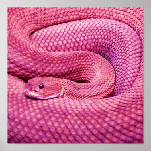 Pink Basilisk Rattlesnake Poster (Vorne)