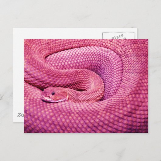 Pink Basilisk Rattlesnake Postkarte (Vorne/Hinten)