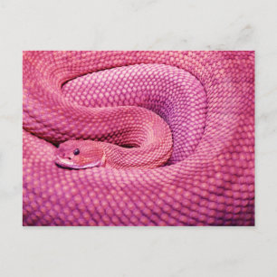 Pink Basilisk Rattlesnake Postkarte