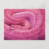 Pink Basilisk Rattlesnake Postkarte (Vorderseite)