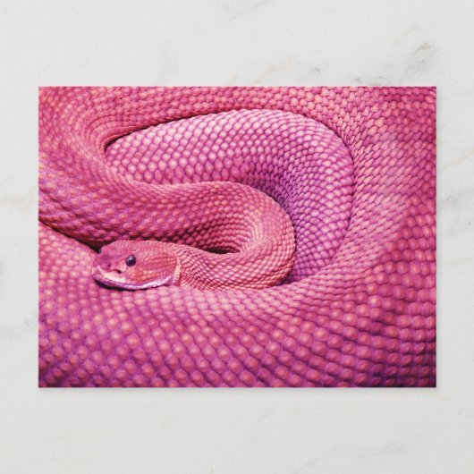 Pink Basilisk Rattlesnake Postkarte (Vorderseite)