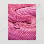Pink Basilisk Rattlesnake Postkarte (Vorderseite)