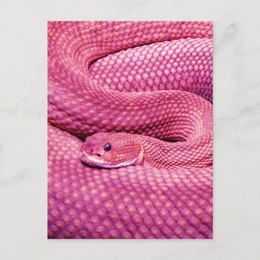 Pink Basilisk Rattlesnake Postkarte (Vorderseite)