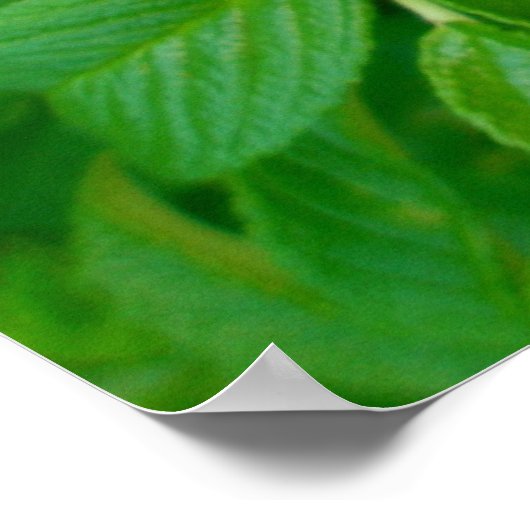 Pink Beach Rosen Poster (Ecke)