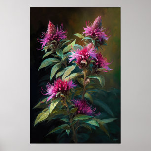 Pink Bee Balm Blume Art Print Poster