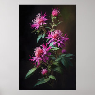 Pink Bee Balm Blume Art Print Poster