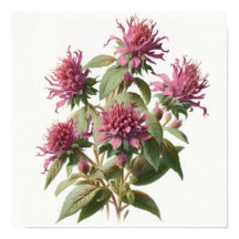Pink Bee Balm Blume Art Print Poster