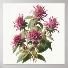 Pink Bee Balm Blume Art Print Poster