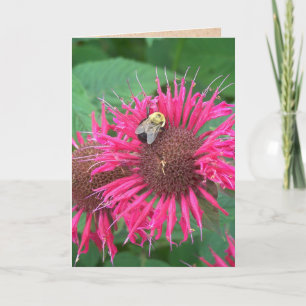 Pink Bee Balm Blume und Honey Bee Karte