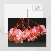 Pink Begonia Angel Wing Blume Postkarte (Vorne/Hinten)