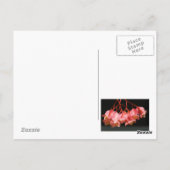 Pink Begonia Angel Wing Blume Postkarte (Rückseite)