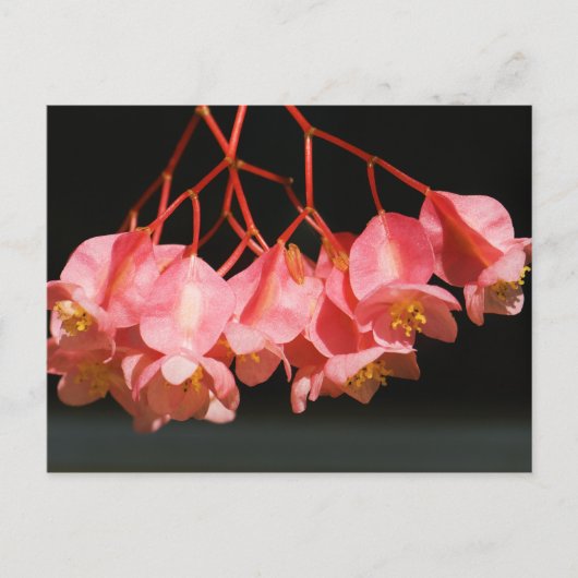 Pink Begonia Angel Wing Blume Postkarte (Vorderseite)