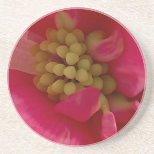 Pink Begonia Stamen Macro Coaster Getränkeuntersetzer