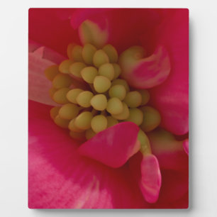 Pink Begonia Stamen Macro Fotoplatte