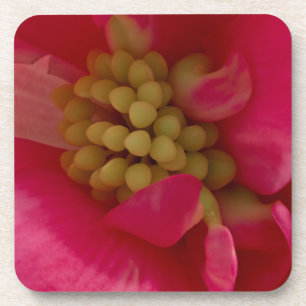 Pink Begonia Stamen Macro Untersetzer