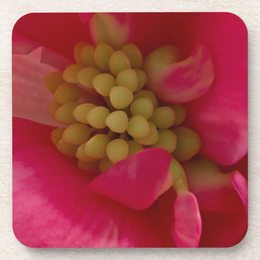 Pink Begonia Stamen Macro Untersetzer (Vorderseite)