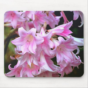 Pink Belladonna Amaryllis Lilies Mousepad