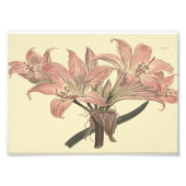 Pink Belladonna Lily Botanische Illustration Fotodruck (Vorne)